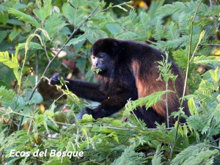 Alouatta palliata (Mono congo, mono aullador)