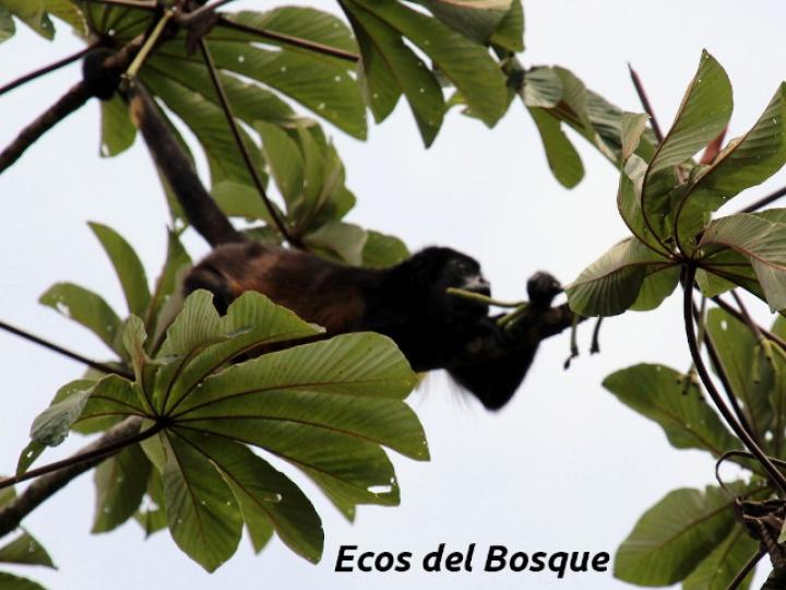Alouatta palliata (Mono congo, mono aullador)