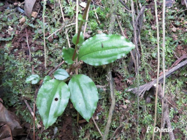 Beloglottis costaricensis