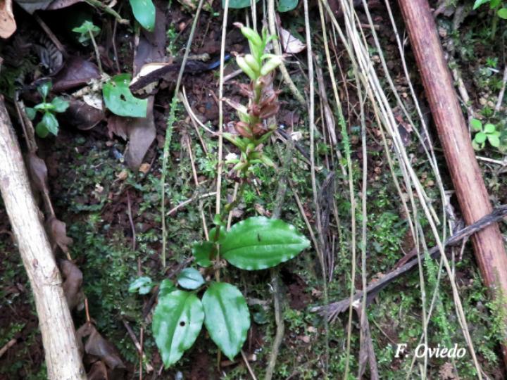 Beloglottis costaricensis
