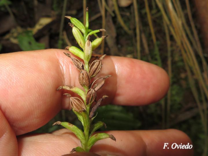 Beloglottis costaricensis