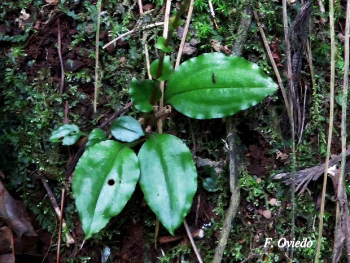 Beloglottis costaricensis