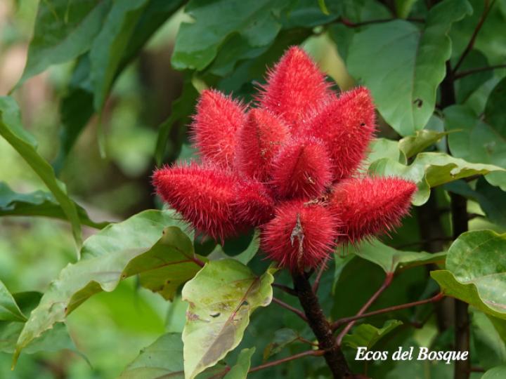 Bixa orellana (Achiote)