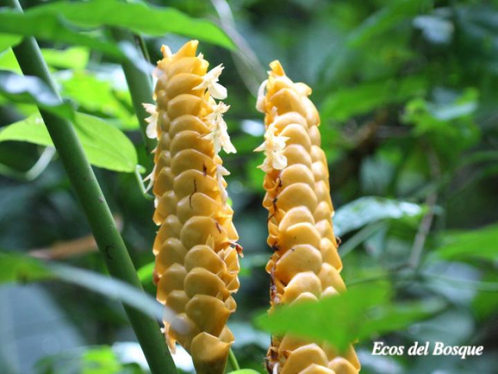 Calathea crotalifera (Bijagua)