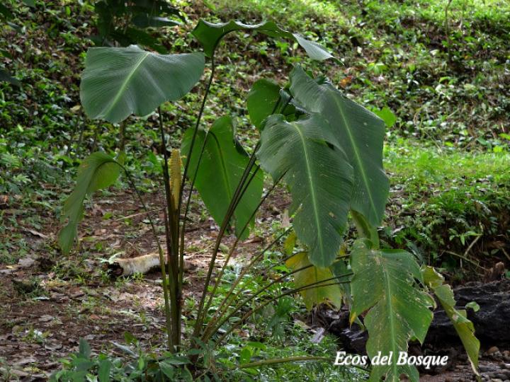 Calathea crotalifera (Bijagua)