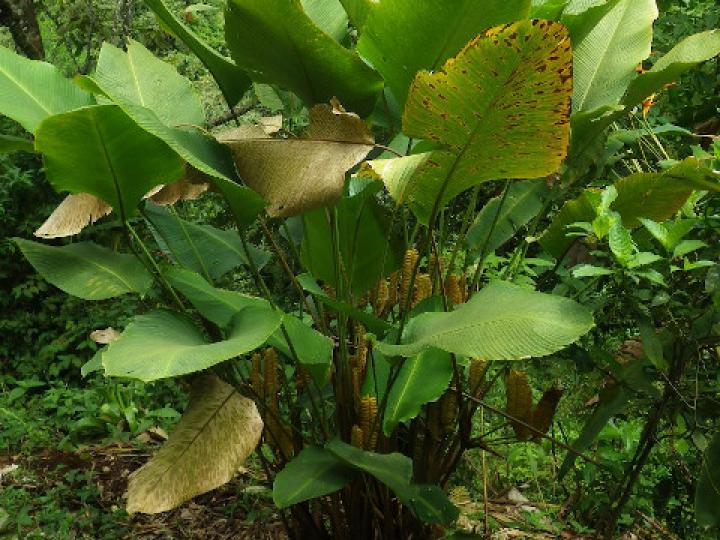 Calathea crotalifera (Bijagua)