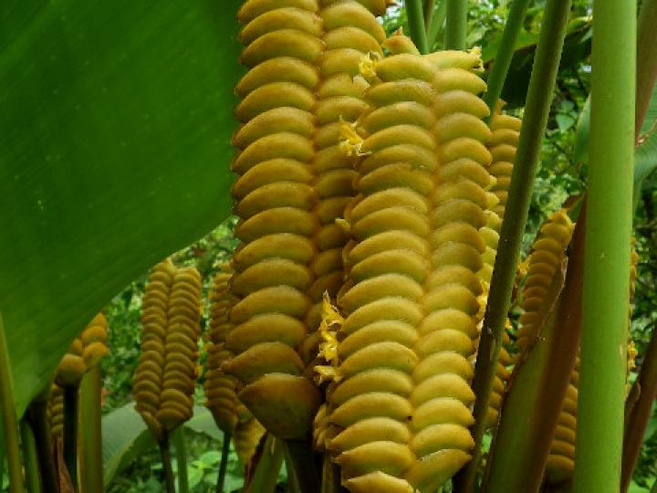 Calathea crotalifera (Bijagua)