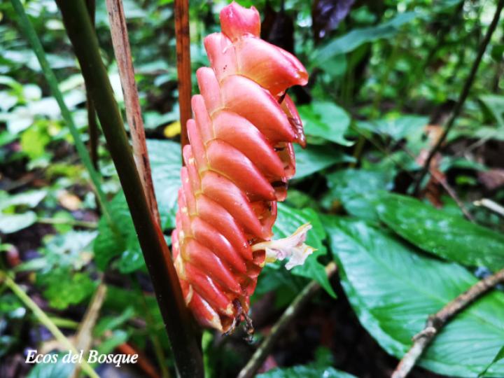 Calathea crotalifera (Bijagua)