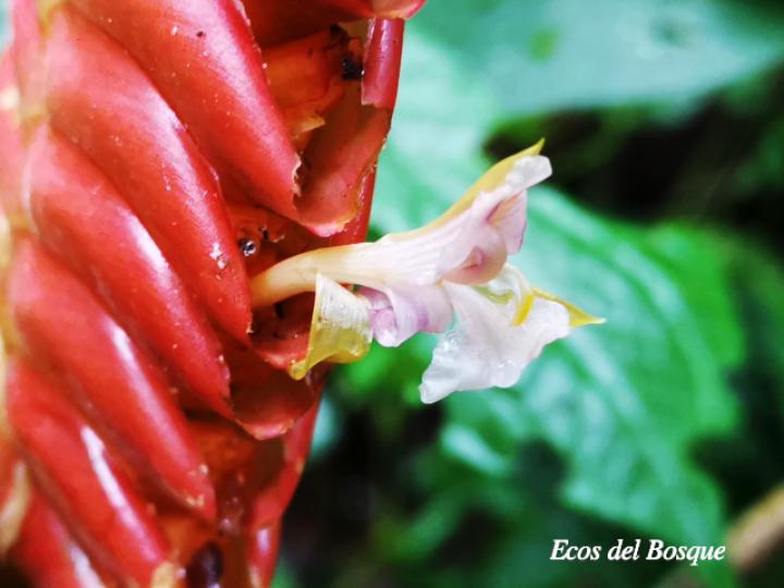 Calathea crotalifera (Bijagua)