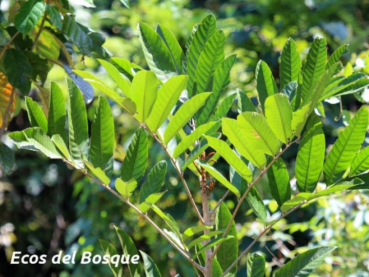 Carapa guianensis (Caobilla)
