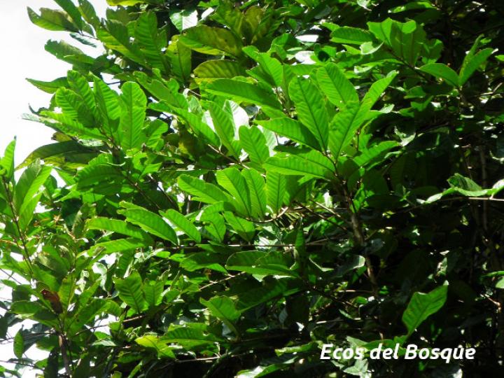 Carapa guianensis (Caobilla)