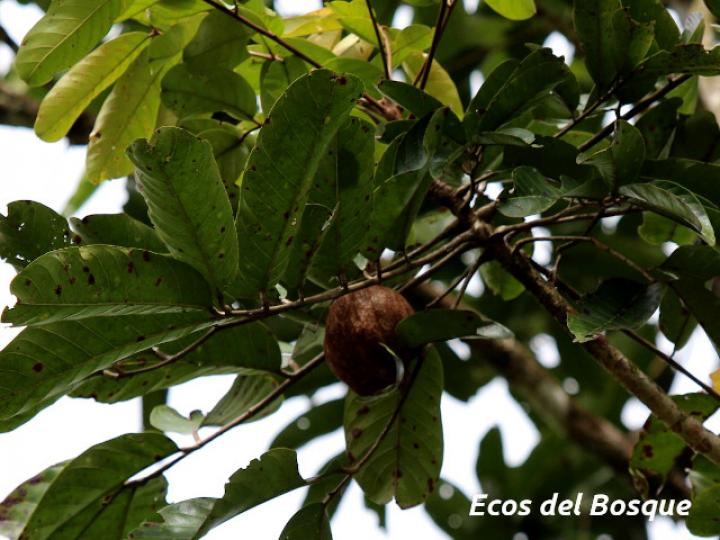 Carapa guianensis (Caobilla)