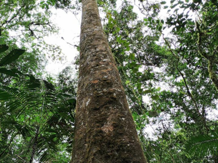 Carapa guianensis (Caobilla)