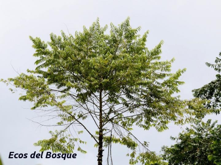 Casearia arborea (Manga larga blanco)