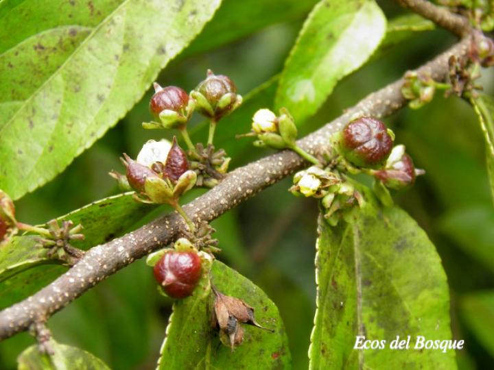 Casearia arborea (Manga larga blanco)