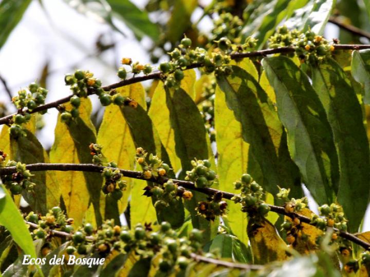 Casearia arborea (Manga larga blanco)