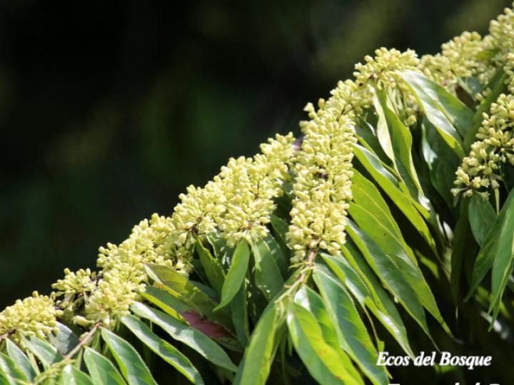 Casearia arborea (Manga larga blanco)