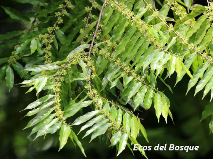 Casearia arborea (Manga larga blanco)