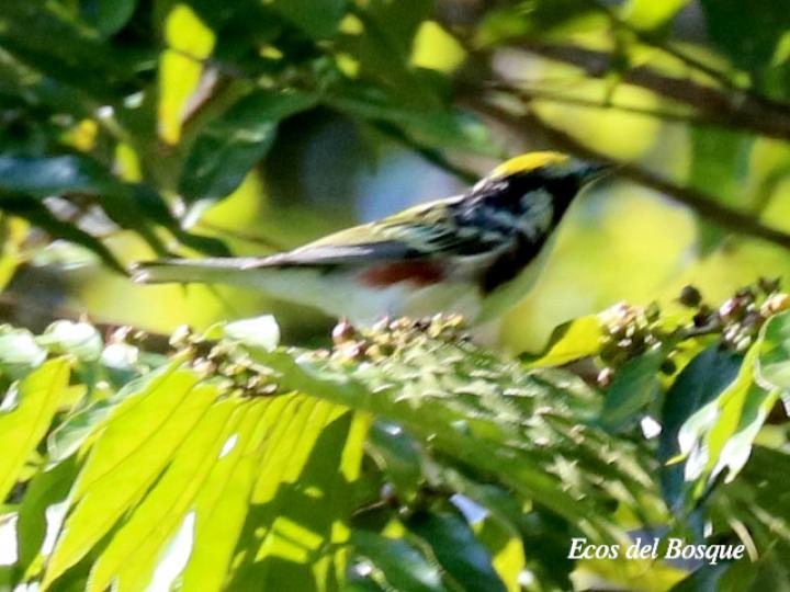 Reinita de costillas castañas en Casearia arborea