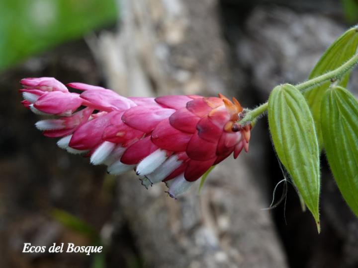 Cavendishia callista