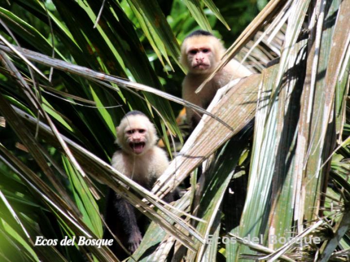 Cebus capucinus (Mono cariblanco)
