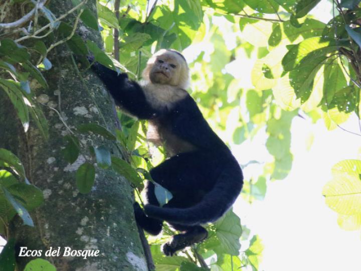 Cebus capucinus (Mono cariblanco)