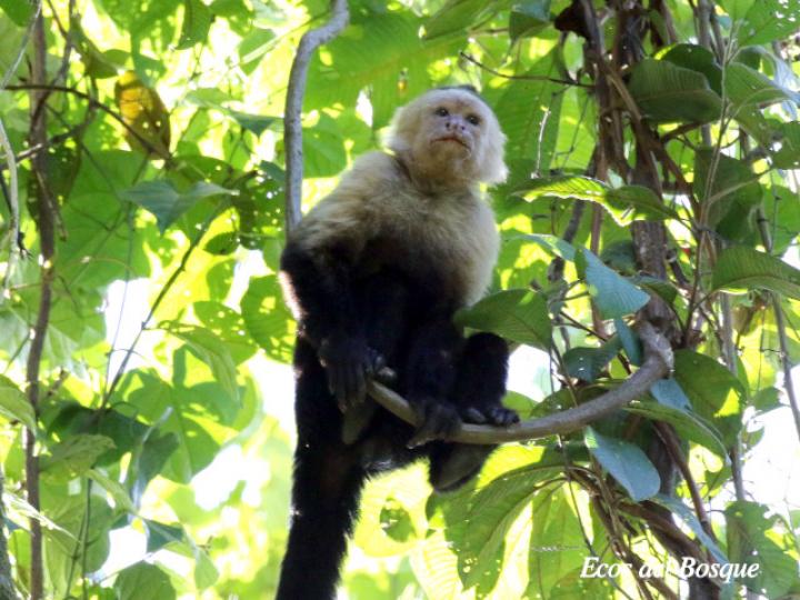 Cebus capucinus luego de haber comido frutos de Melothria dulcis