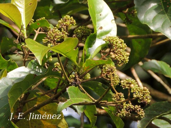 Chimarrhis parviflora (Yema de huevo)