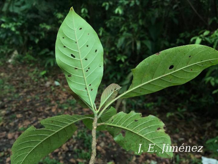 Chimarrhis parviflora (Yema de huevo)