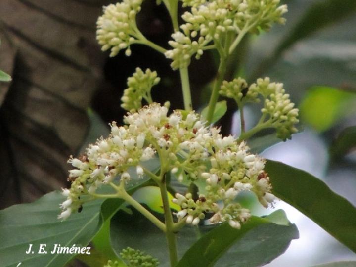 Chimarrhis parviflora (Yema de huevo)