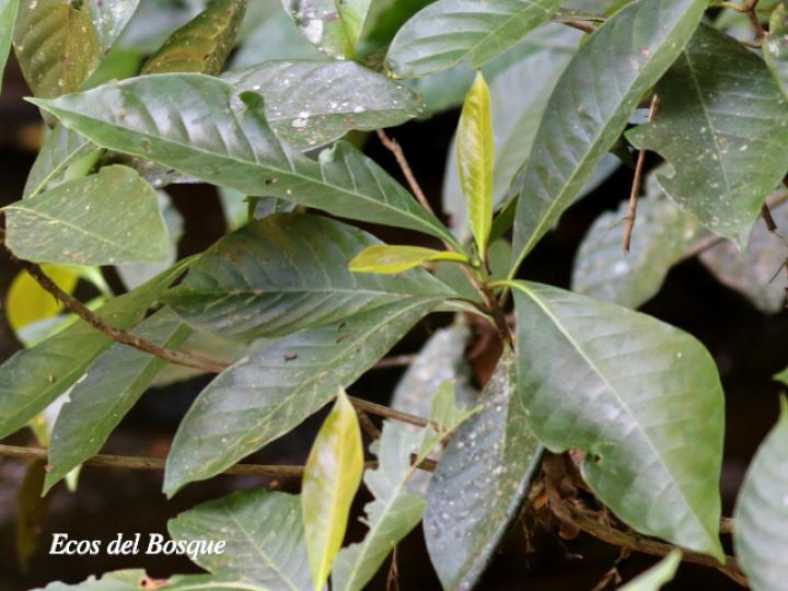 Chimarrhis parviflora (Yema de huevo)