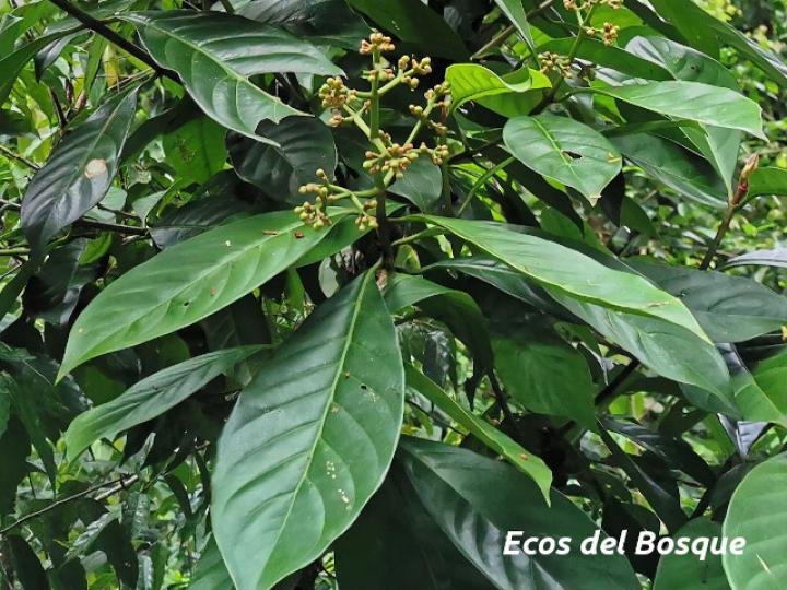 Chrysochlamys nicaraguensis