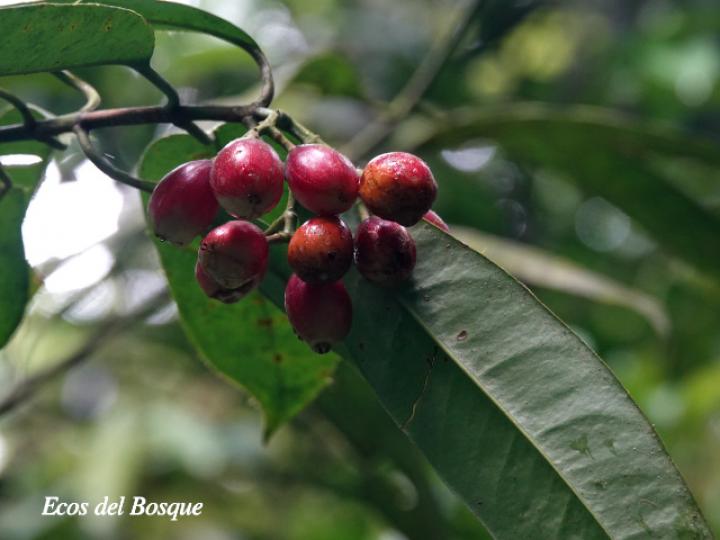 Chrysochlamys nicaraguensis