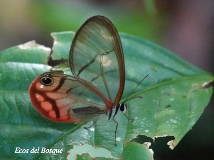 Cithaerias pireta pireta (Fantasma ruborizado)