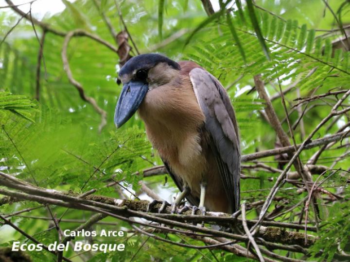 Coclearius coclearius (Chocuaco)