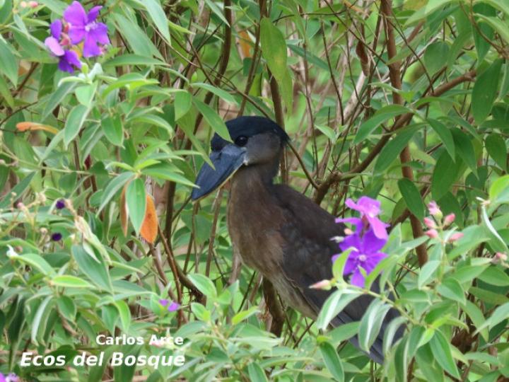 Coclearius coclearius (Chocuaco)