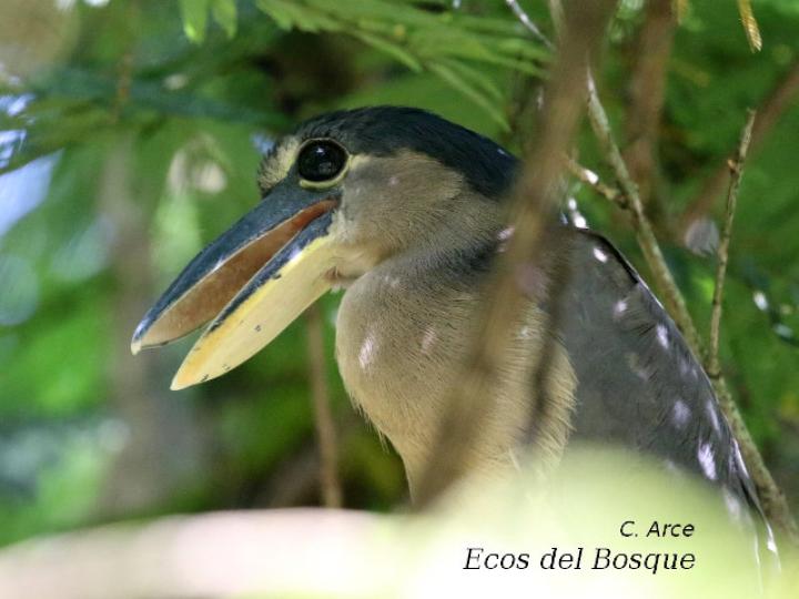 Coclearius coclearius (Chocuaco)