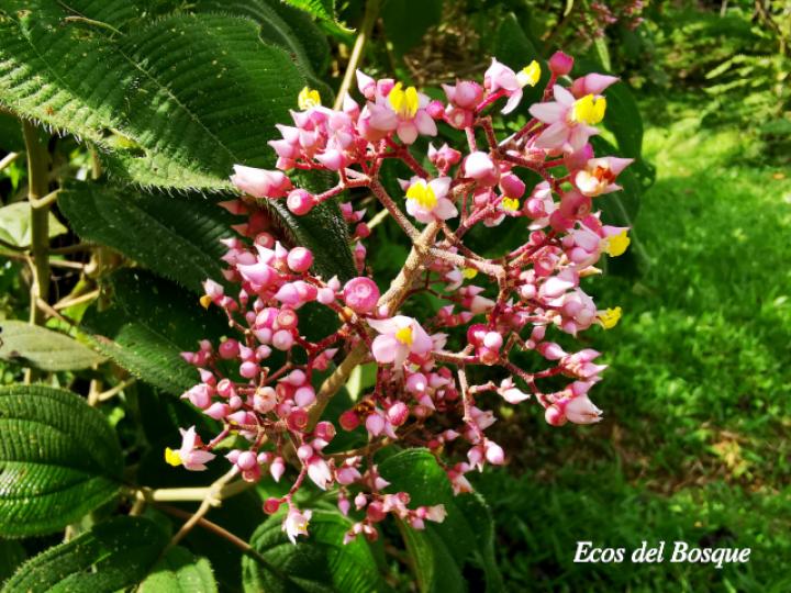 Conostegia subcrustulata