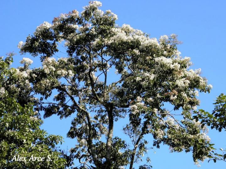 Cordia alliodora (Laurel)
