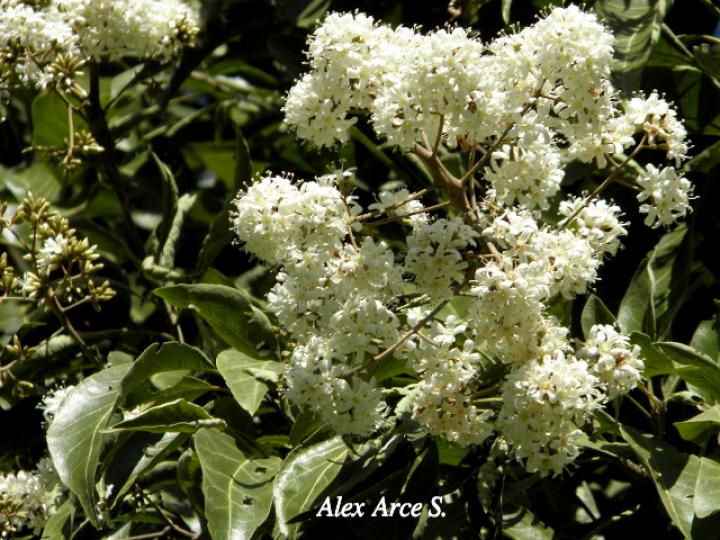 Cordia alliodora (Laurel)