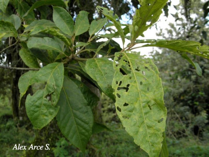 Cordia alliodora (Laurel)
