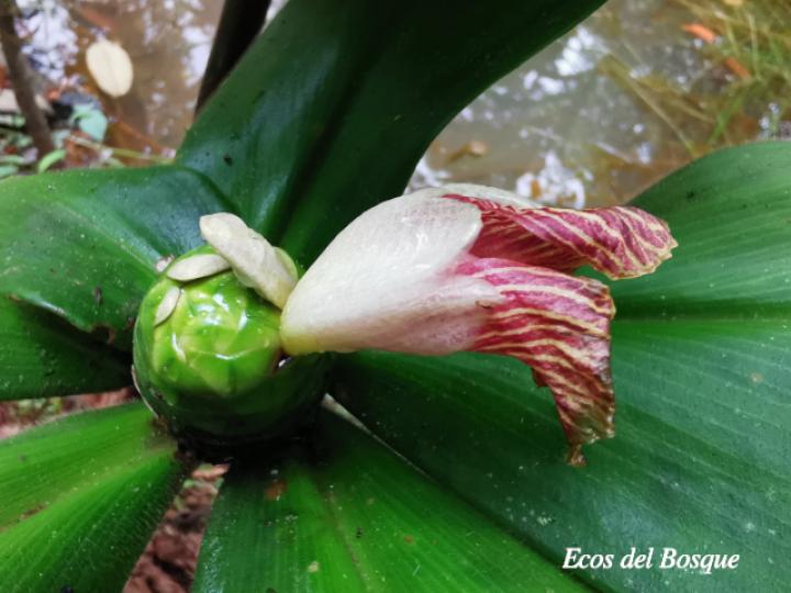 Costus malortieanus