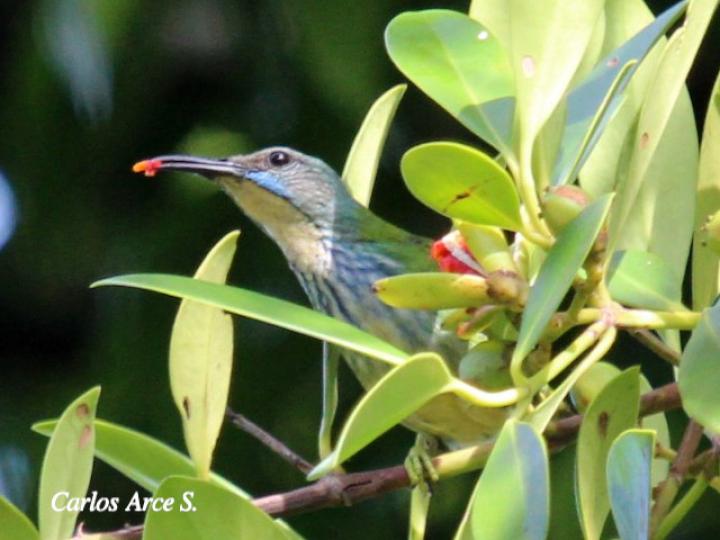 Cyanerpes lucidus (Picudo patiamarillo)
