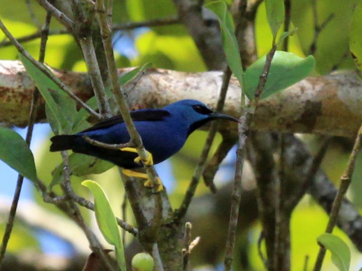Cyanerpes lucidus (Picudo patiamarillo)