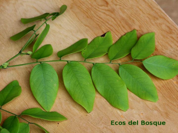 Dalbergia retusa (Cocobolo)