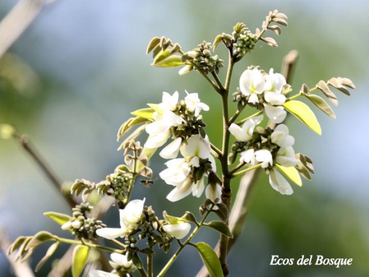 Dalbergia retusa (Cocobolo)