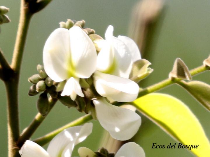 Dalbergia retusa (Cocobolo)