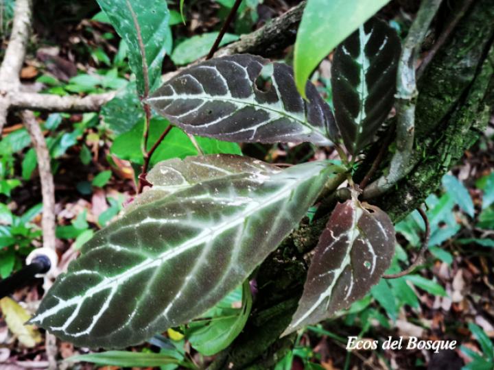 Drymonia macrophylla