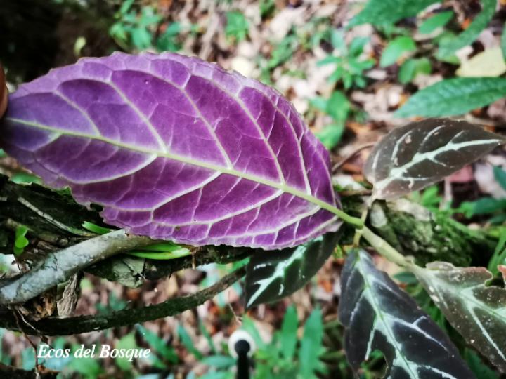 Drymonia macrophylla