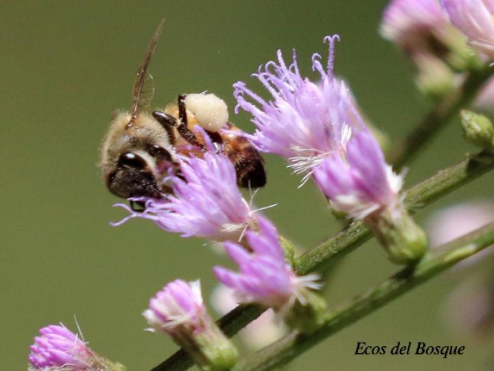 Apis mellifera en Eirmocephala brachiata